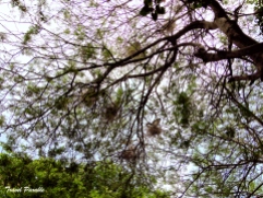 Nests on the canopy